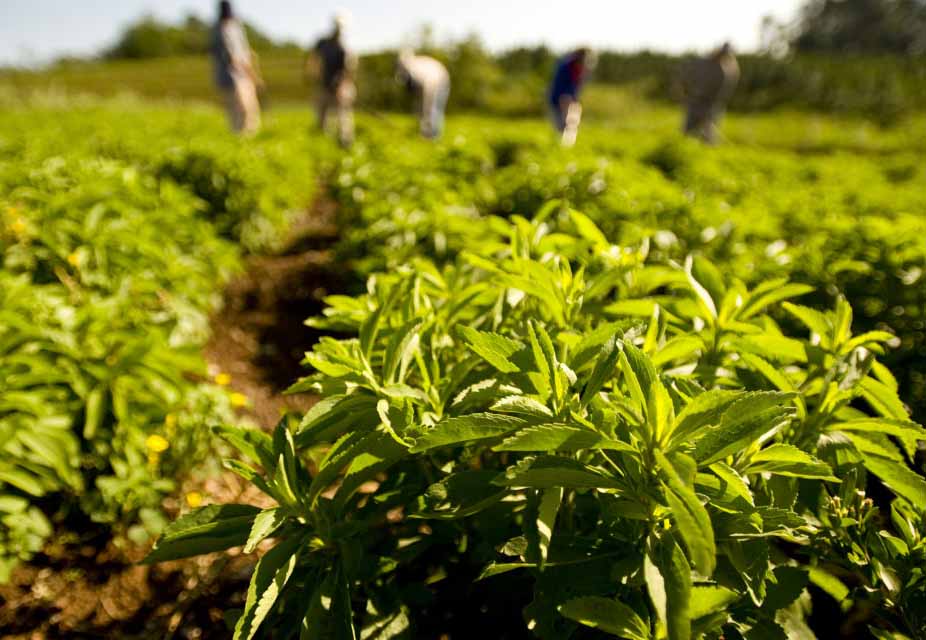 minyonca-stevia-tarla-min